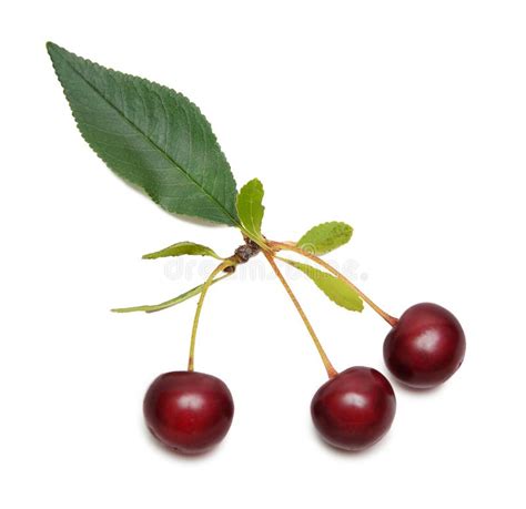 Three Cherry Berries On A Branch With A Green Leaf Isolated On A White