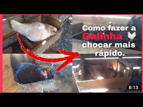 Dicas para fazer a galinha chocar mais rápido Alinne na roça 2