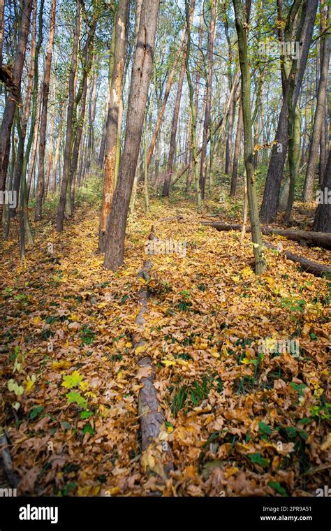 Beautiful Sunny Autumn Landscape With Fallen Dry Red Leaves Road