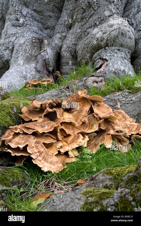 Fungo Polypore Gigante Immagini E Fotografie Stock Ad Alta Risoluzione