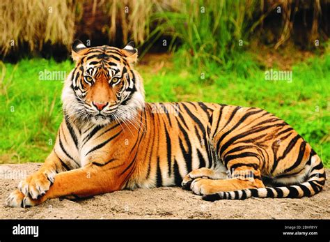 Portrait Of A Royal Bengal Tiger Alert And Staring At The Camera