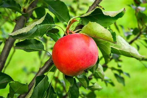 Las Manzanas Maduras Rojas Crecen En Una Rama De Manzano Concepto De