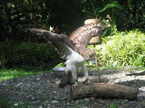 The Iconic Philippine Monkey-eating Eagle