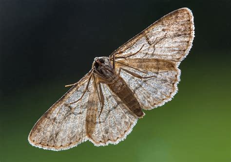 チョウ（蝶）とガ（蛾）ってどんな生き物？双方の違いはココにあり！ いきふぉめーしょん