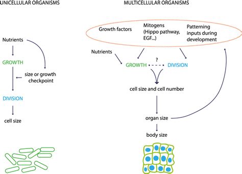 2 Growth And Division In Multicellular Vs Unicellular Organisms How