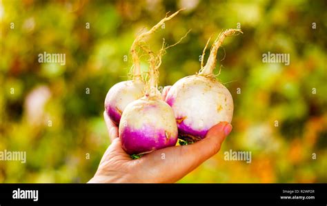 Organic Fresh Turnips In The Hands Stock Photo Alamy