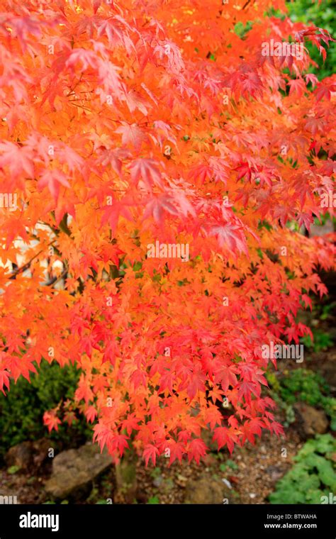 Japanese Maple Tree Acer Palmatum Osakazuki Known For Its Highly Colored Leaves In Autumn