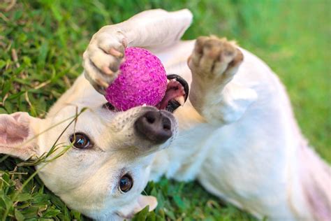 Beschäftigung für Hunde Tolle Tipps zum selber machen