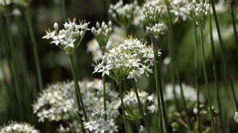 Allium tuberosum – Secret Garden Growers