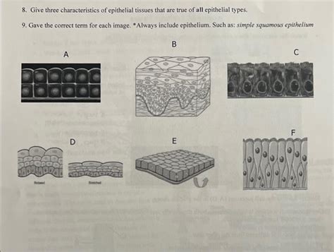 Solved Give Three Characteristics Of Epithelial Tissues Chegg