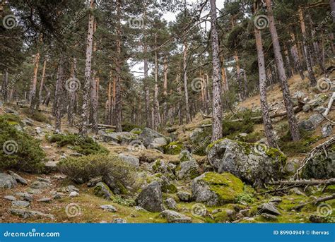 Scots Pine Forest Stock Image Image Of Conifer Spain 89904949