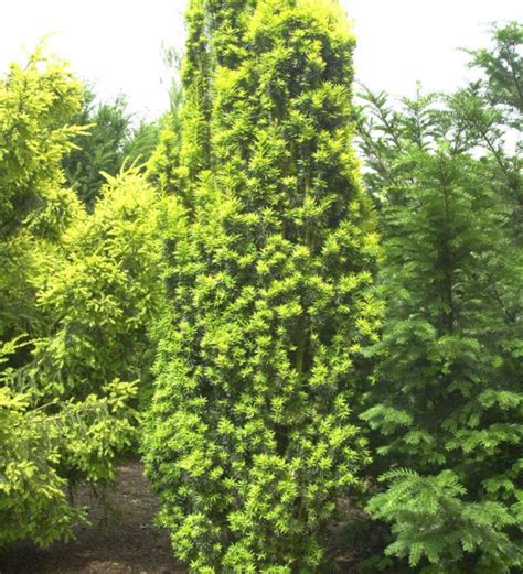 Gelbe S Uleneibe Taxus Baccata Fastigiata Aureomarginata