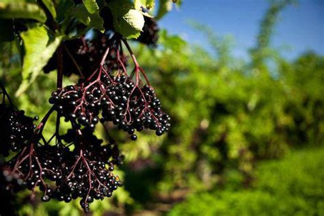 Бузина травянистая: лечебные свойства,правила выращивания, использование