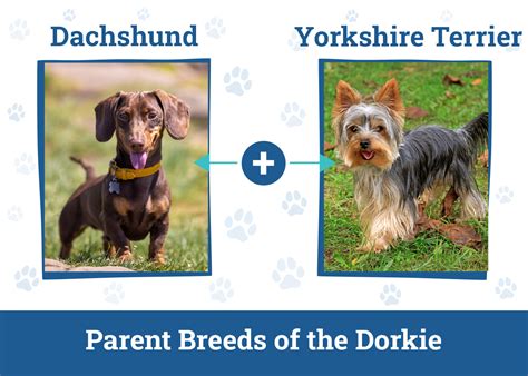 Dorkie Dachshund And Yorkshire Terrier Mix Info Pictures Care And More