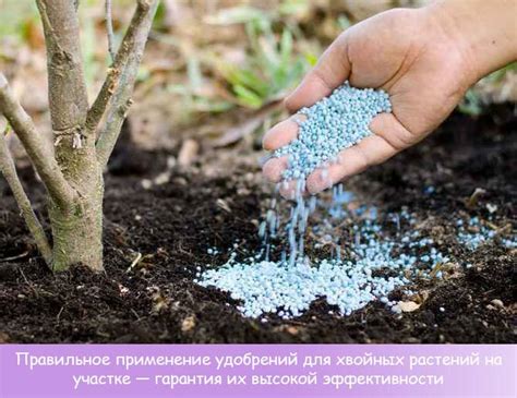Удобрения для хвойных растений: когда и как вносить, списки, классификации