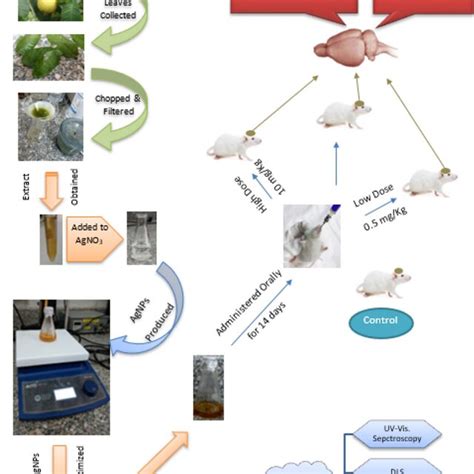 Graphical Representation Of The Experimental Procedures And Study