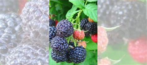 Ежемалина Кумберленд купить в Нижнем Новгороде | Товары для дома и дачи ...