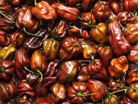 El Habanero Chocolate Un Delicioso Chile Que Seguro No Conocías