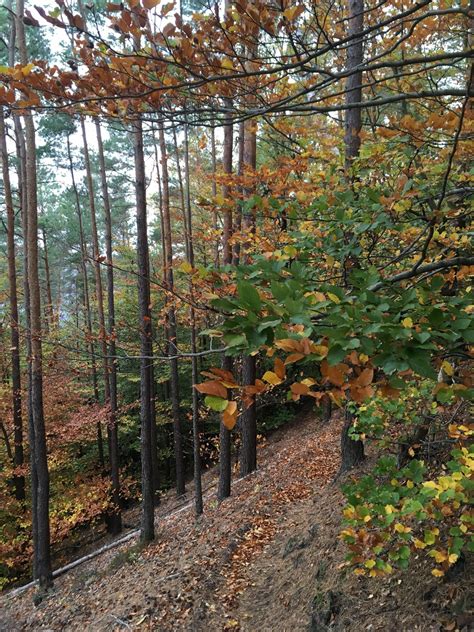 Annweiler Naturparkrundweg Zum Wasgaublick Touren