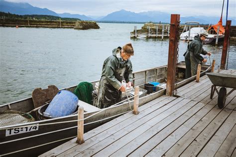 Fischerei Am Chiemsee Renke Chiemgau G Schichten