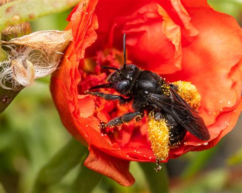 Two Spotted Longhorn Bee Melissodes Bimaculatus Spot The Flickr