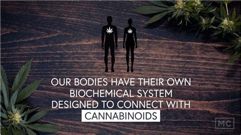 Endocannabinoid System How Thc Affects The Brain And The Body By