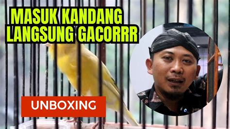 Unboxing Kenari Gacor Dari Desa GACOR DOR OWOR OWORR YouTube