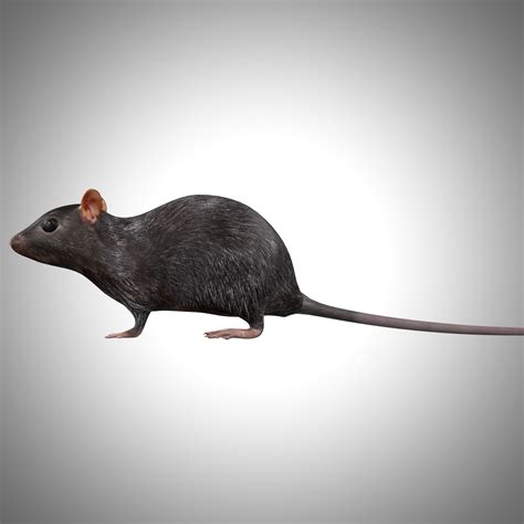 3d Model Rat Rig Vr Ar Low Poly Cgtrader