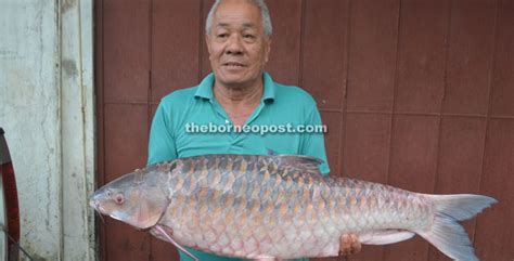 Ikan Empurau Sarawak : Ikan Empurau Ikan Paling Mahal Dalam Malaysia Iluminasi - Cusko Metia