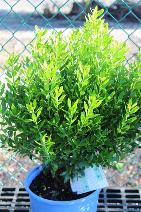 Holly, Inkberry ‘Shamrock’ – Wilson's Garden Center