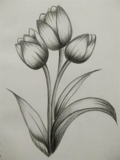 Pencilshading Flower Pencil Drawing Images Flower Sketches Pencil