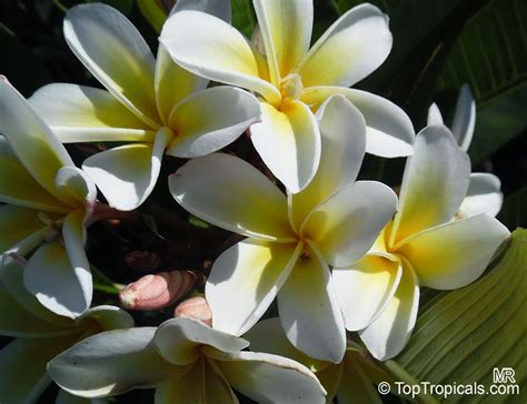 Plumeria rubra Yellow, Plumeria acutifolia, Frangipani, Temple tree, Calachuchi