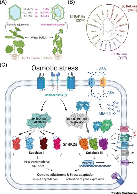 Plant Osmotic Stress Signaling Mapkkks Meet Snrk2s Trends In Plant Science