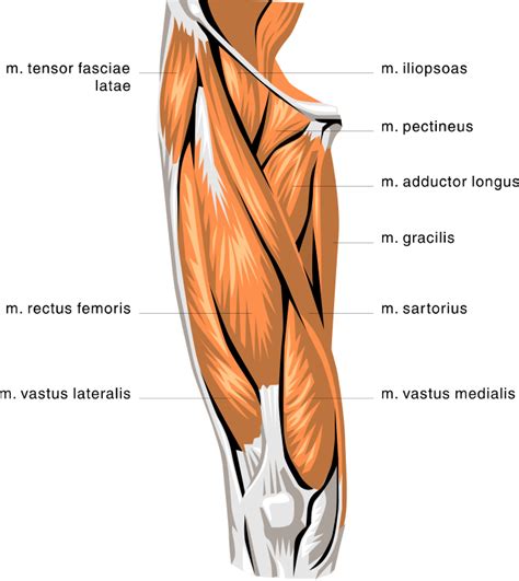 anatomy thigh muscles - /medical/anatomy/muscle/anatomy_thigh_muscles.png.html