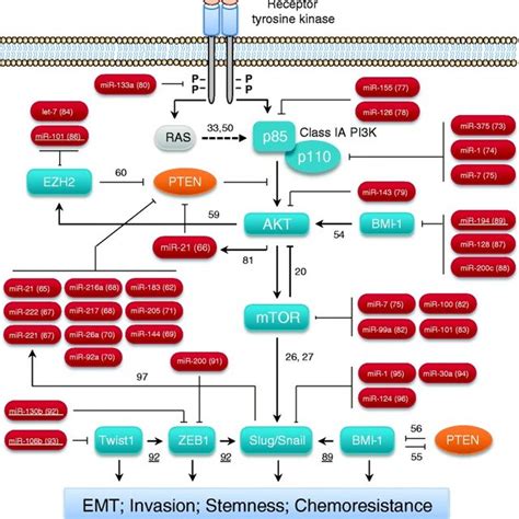 PDF The Impact Of MicroRNA Mediated PI3K AKT Signaling On Epithelial