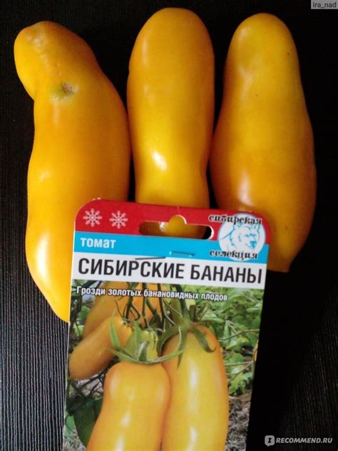 Семена томата Сибирские бананы, Сибирский сад - «Очень сладкие томаты ...