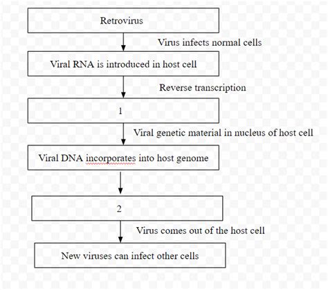 In The Given Flow Diagram The Replication Of Retrovirus In A Host Is