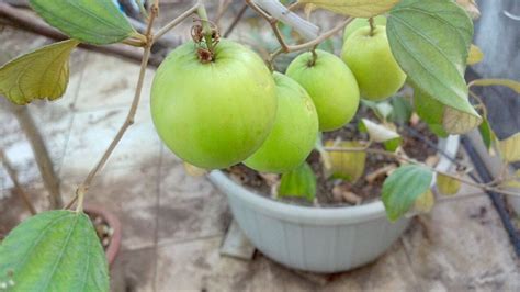 How To Grow Jujube Fruit Or Apple Ber Tree Easily In Container On