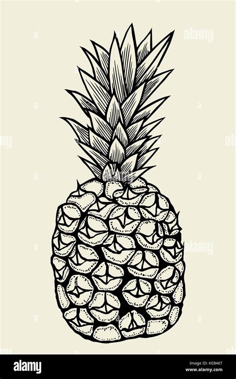 Vector Hand Drawn Pineapple Tropical Summer Fruit Engraved Style Illustration Perfect For