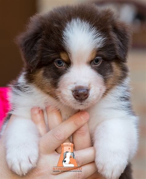 Cuccioli Australian Shepherd Allevamento Stronghold