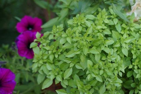 Мини-овощи на огороде и подоконнике — стоит ли их выращивать?. Фото ...