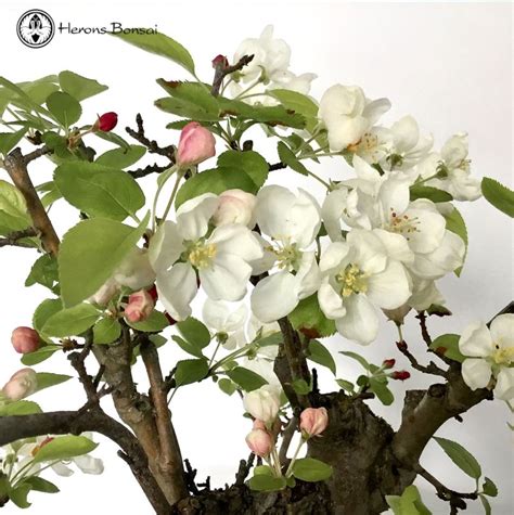 Crab Apple Bonsai Tree From Herons Bonsai Nursery