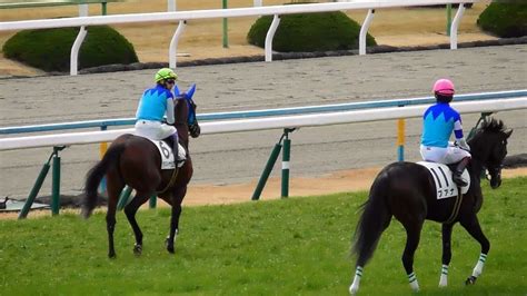 アドマイヤビルゴ、フアナなど、新馬戦の馬場入場、返し馬。現地映像、京都競馬場 競馬動画まとめ