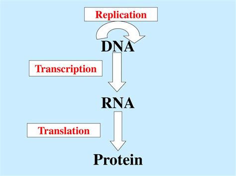 Dna Rna Protein презентация онлайн