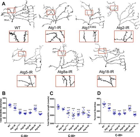 Atg Genes Are Required To Promote C Iii Md Neuron Dendritic Growth And