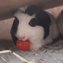 Guineapigs Nomnom GIFs | Tenor