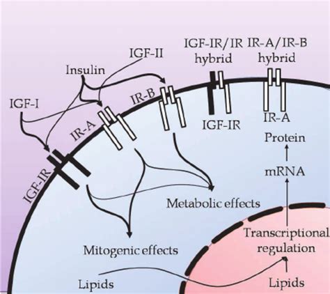 The Igf And Insulin Receptor Signaling System To Avoid Confusion The