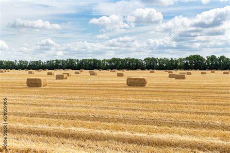 Harvested Grain Cereal Wheat Barley Rye Grain Field With Haystacks