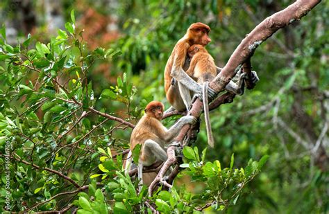 A female proboscis monkey (Nasalis larvatus) with a cub in a natural ...