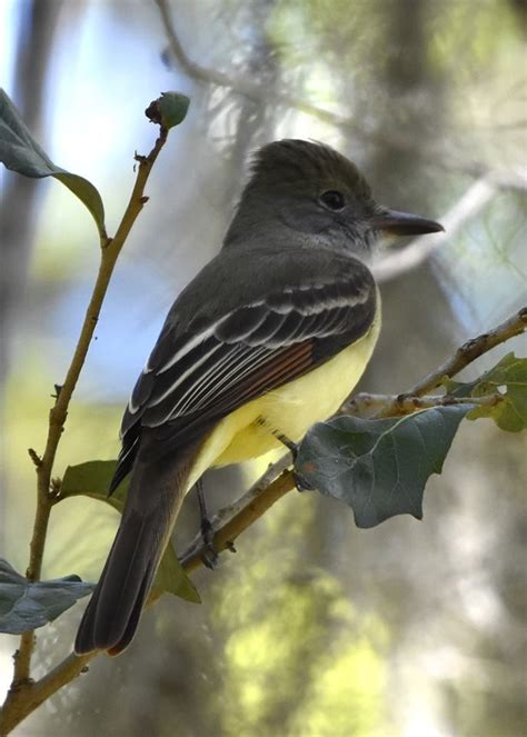 Great Crested Flycatcher At Potter Park In Sarasota Florida Photo By